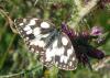Melanargia galathea